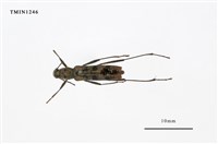 藏品(柿紋綠虎天牛)的圖片